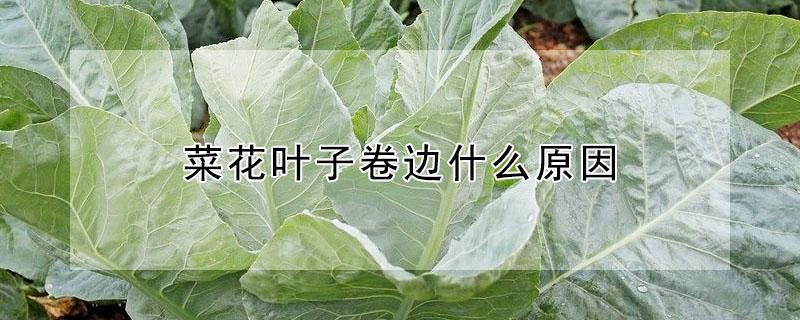 菜花叶子卷边什么原因 菜叶卷卷着怎么回事