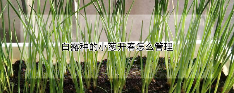 白露种的小葱开春怎么管理 白露小葱的种植方法与时间