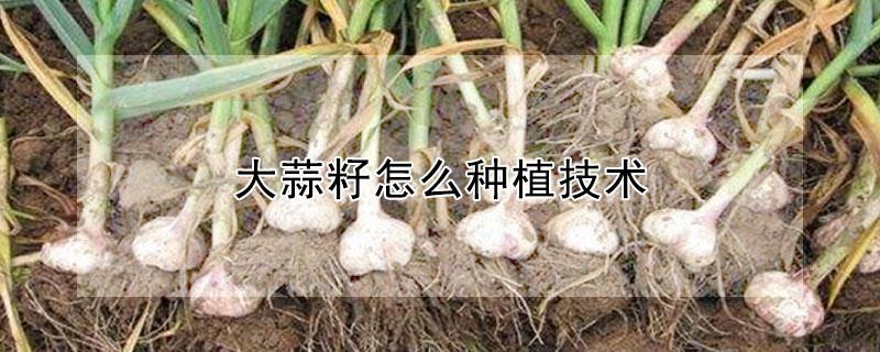 大蒜籽怎么种植技术 大蒜籽怎么种植技术与管理