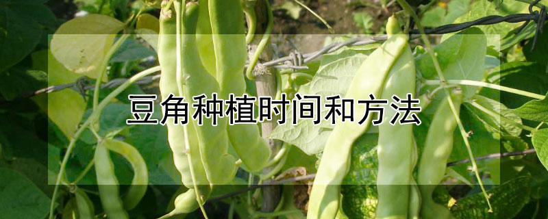 豆角种植时间和方法（豆角种植时间和方法图片）