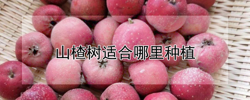 山楂树适合哪里种植（山楂适合在哪里种植）