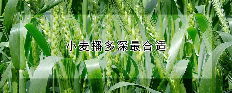 小麦播多深最合适（小麦播种多深合适）