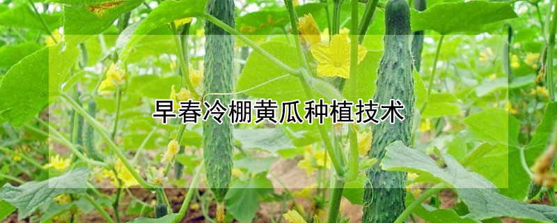 早春冷棚黄瓜种植技术 早春冷棚黄瓜的栽培