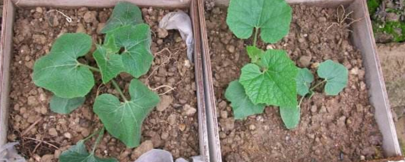 冬瓜苗移栽后不长怎么办 冬瓜只长苗不结果怎么办