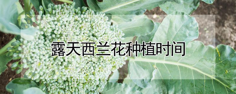 露天西兰花种植时间（露天西兰花种植时间秋季）