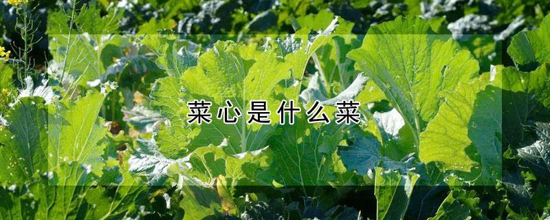 菜心是什么菜 菜心是什么菜的心