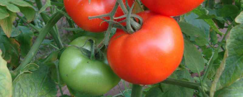 西红柿种植时间 西红柿种植时间季节