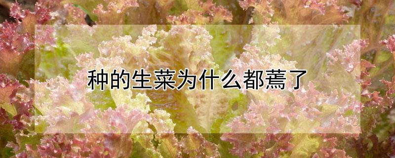 种的生菜为什么都蔫了 种的生菜为什么都蔫了呢