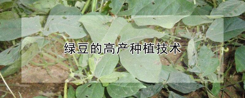 绿豆的高产种植技术（绿豆的高产种植技术与管理）