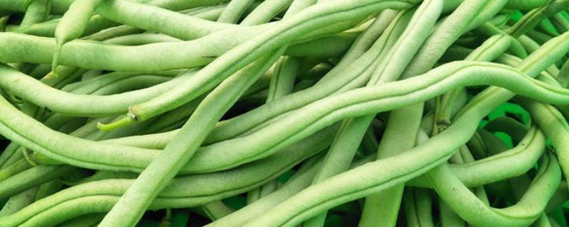 四季豆要掐尖吗 四季豆要打尖吗