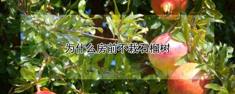 为什么房前不栽石榴树 房后种石榴树好不