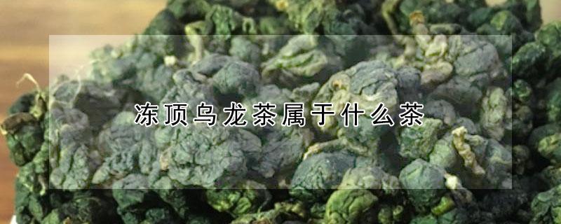 冻顶乌龙茶属于什么茶 什么叫冻顶乌龙茶