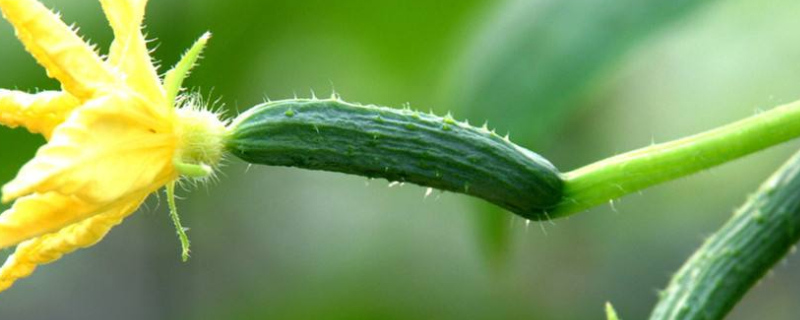 黄瓜施肥的正确方法（黄瓜施肥的正确方法如下）