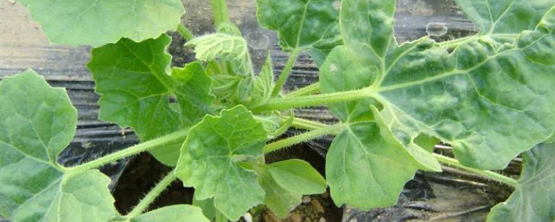 哈密瓜盆栽会结果吗（哈密瓜要种多久才会结果）