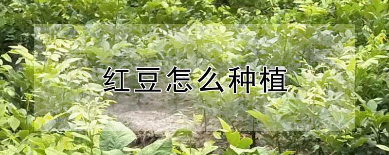 红豆怎么种植（红豆怎么种植小盆栽）