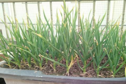 蒜苗叶子发黄怎么治