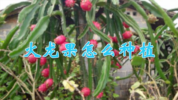 火龙果怎么种植 种植火龙果的方法