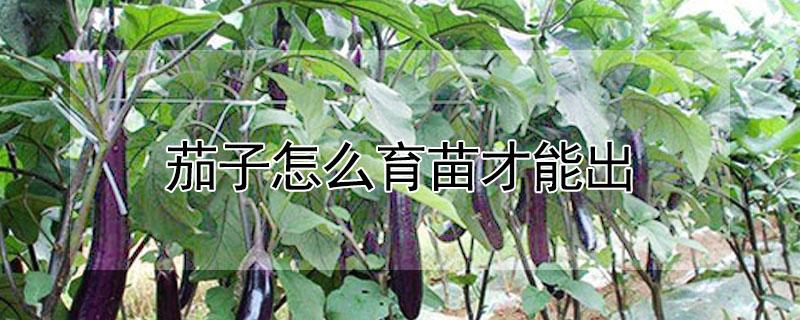 茄子怎么育苗才能出（茄子怎么育苗才能出苗快）