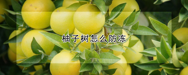 柚子树怎么防冻（柚子树怎么防冻保存）