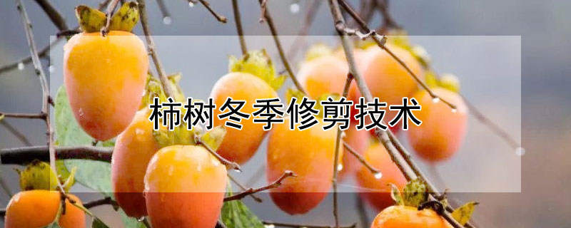 柿树冬季修剪技术（柿树冬季修剪技术视频）