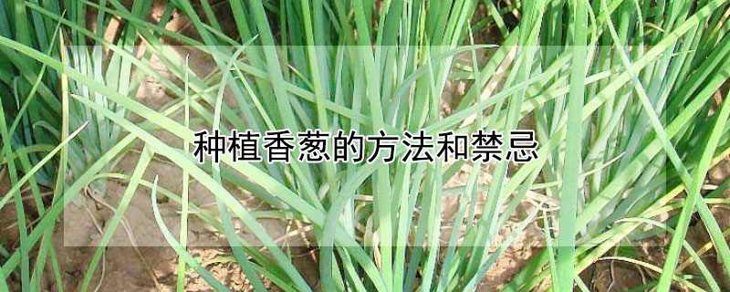 种植香葱的方法和禁忌（阳台种植香葱的方法和禁忌）