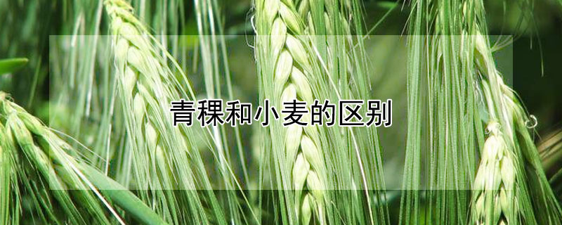 青稞和小麦的区别（青稞和小麦的区别在哪里）