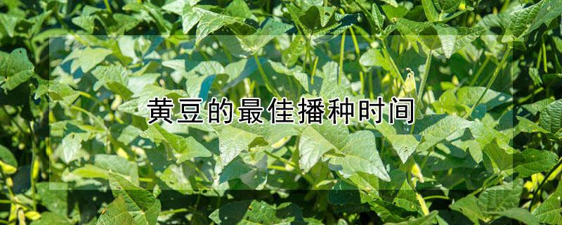 黄豆的最佳播种时间 黄豆的最佳播种时间底肥虫子药吗用