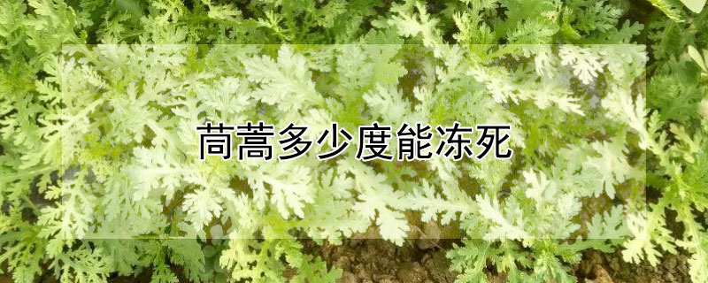 茼蒿多少度能冻死