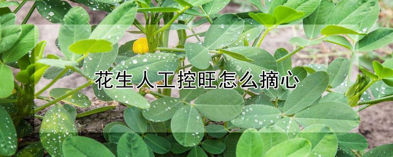 花生人工控旺怎么摘心（花生控旺技巧）