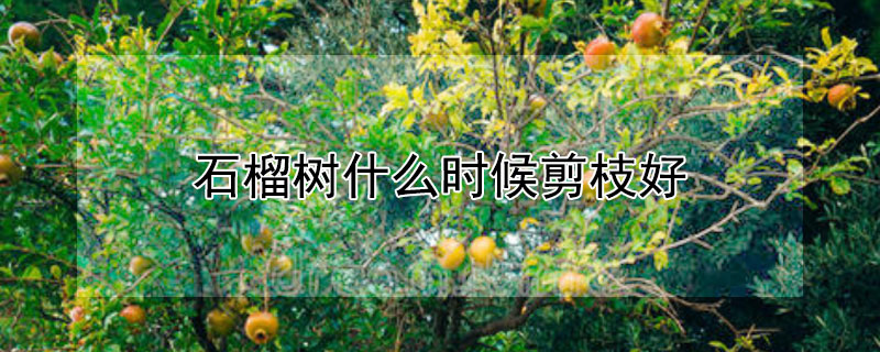 石榴树什么时候剪枝好（石榴树什么时候剪枝好活）