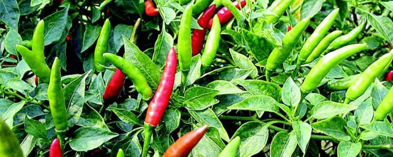 辣椒一窝栽几棵 辣椒一窝栽几棵苗