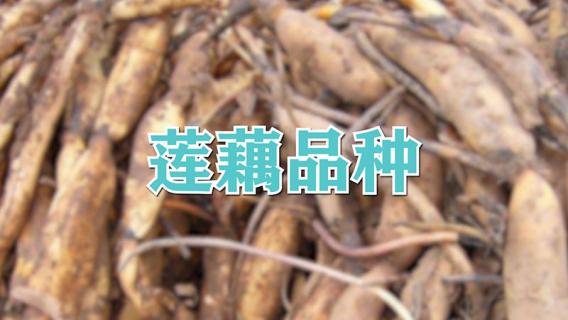 莲藕品种（十大莲藕品种）