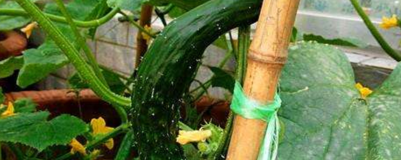 黄瓜为什么长不大就萎缩了（黄瓜结果长不大就枯萎）