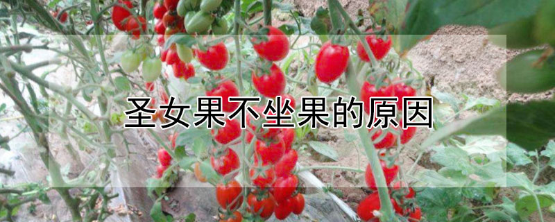 圣女果不坐果的原因 圣女果高温不坐果是什么原因