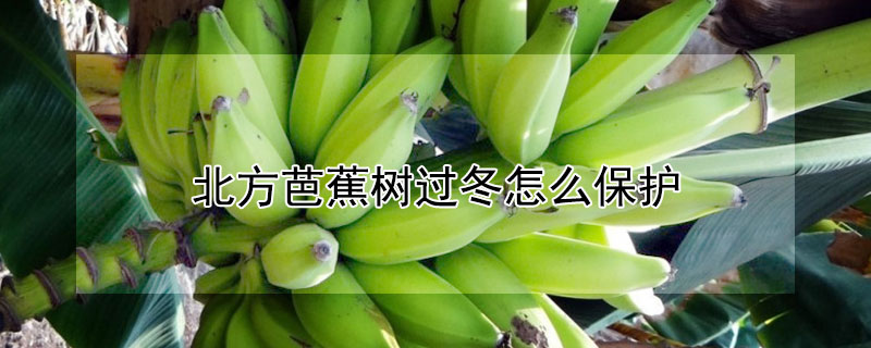 北方芭蕉树过冬怎么保护（北方芭蕉树过冬怎么保护呢）