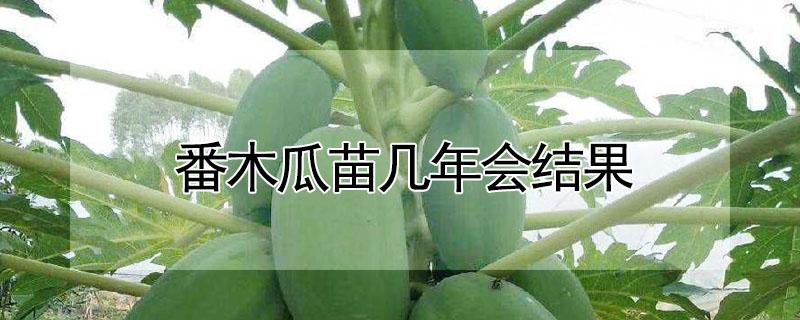 番木瓜苗几年会结果（木瓜苗种多久才能结果）