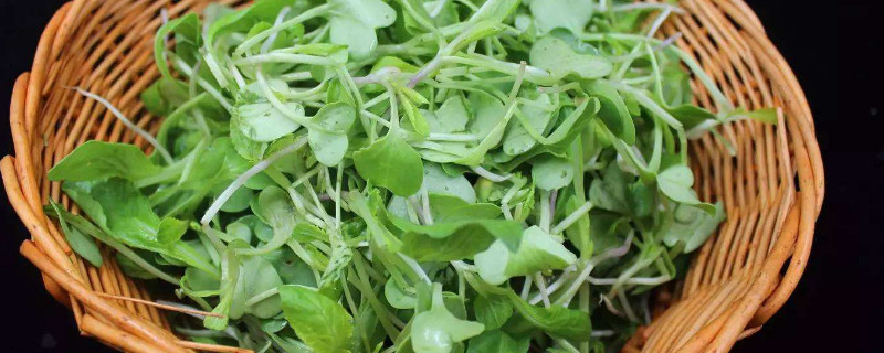 萝卜苗的种植方法（萝卜苗的种植方法和时间）