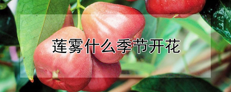 莲雾什么季节开花（莲雾什么季节开花呢）