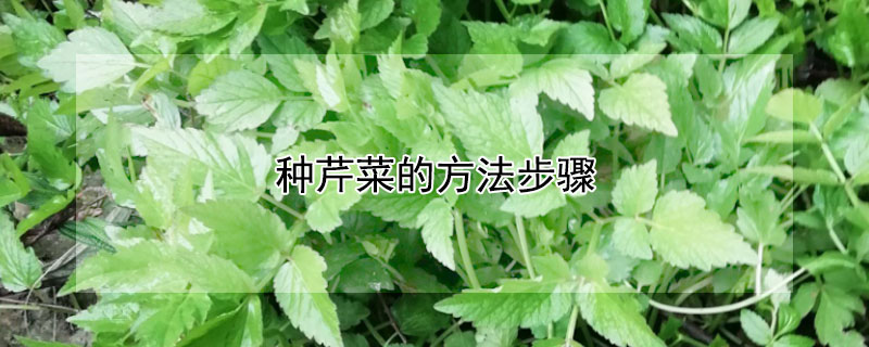 种芹菜的方法步骤 如何种芹菜