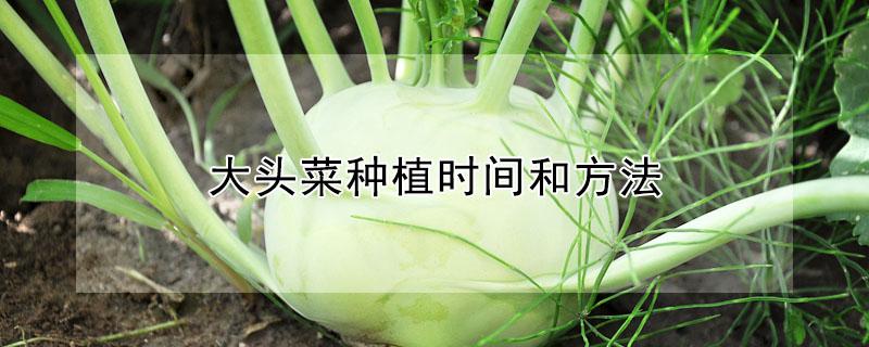 大头菜种植时间和方法 大头菜的种植时间及栽培技术种