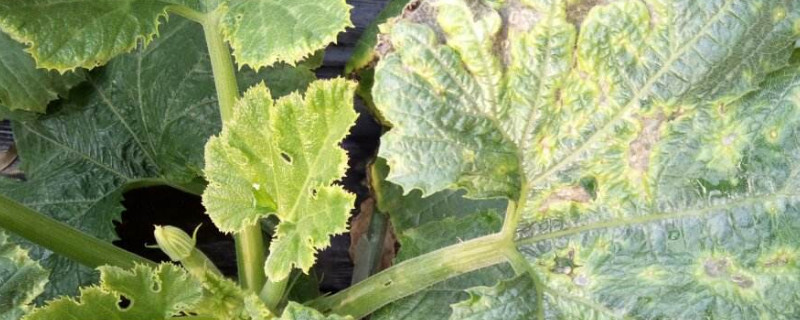 葫芦叶子发黄枯萎怎么处理 葫芦叶子发黄枯萎怎么处理好