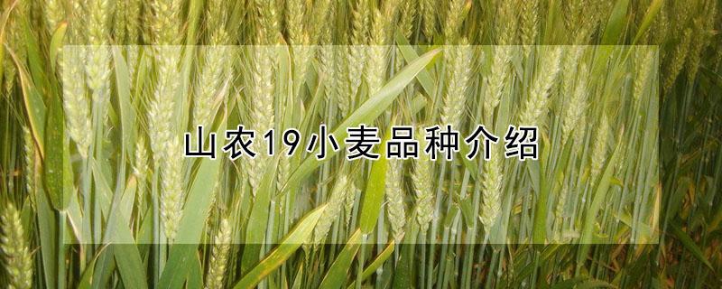 山农19小麦品种介绍（山农19小麦品种简介）