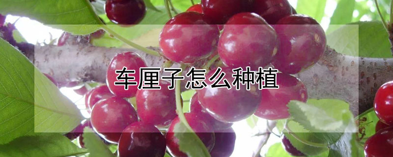 车厘子怎么种植（车厘子怎么种植?）