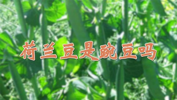 荷兰豆是豌豆吗 荷兰豆和豌豆是一个品种吗