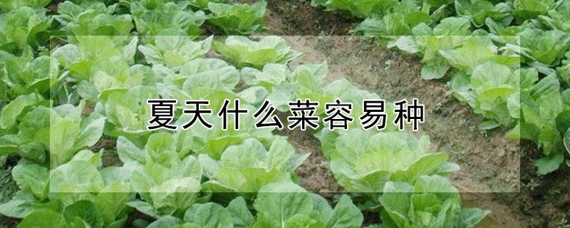 夏天什么菜容易种 夏天什么菜容易种活