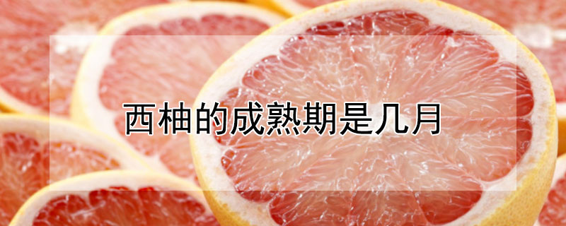 西柚的成熟期是几月（西柚什么时候成熟）