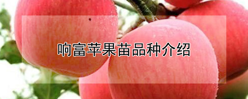 响富苹果苗品种介绍 响富一号苹果苗品种介绍