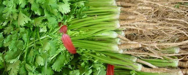 香菜怎么种植 阳台种香菜怎么种植