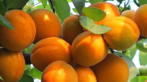 梅子黄时是什么季节 五月梅子黄时是什么季节