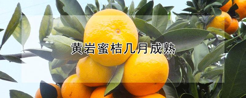 黄岩蜜桔几月成熟 黄岩蜜桔几月成熟
